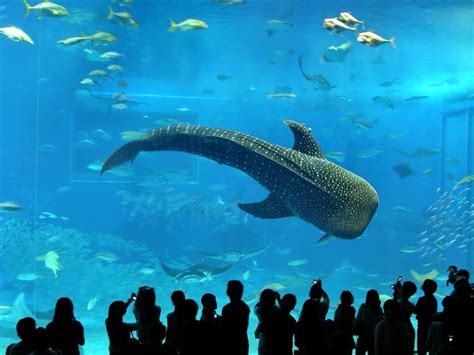 All Pakistan Sites Bigest Aquarium In Japan