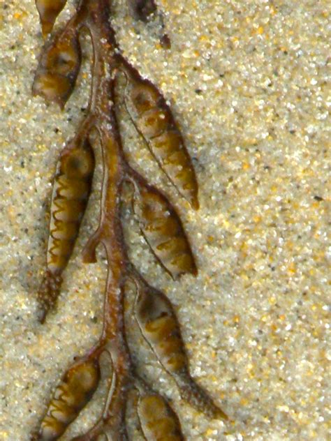 Some Type Of Sea Plant Washed Up On The Beach Sea Plants Plants Beach