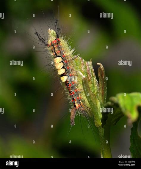 Vapourer Or Tussock Moth Larvae On Bush Leaves Stock Photo Alamy