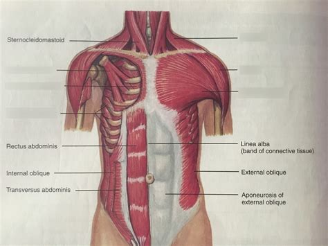 Chest Muscles Anatomy Diagram Quizlet