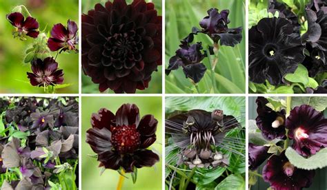 The 15 Best Black Flowers Article On Thursd