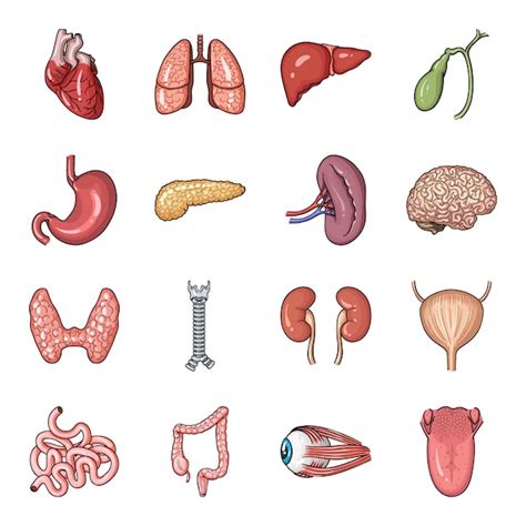 Conjunto De Dibujos Animados De órganos Humanos Icono Conjunto De