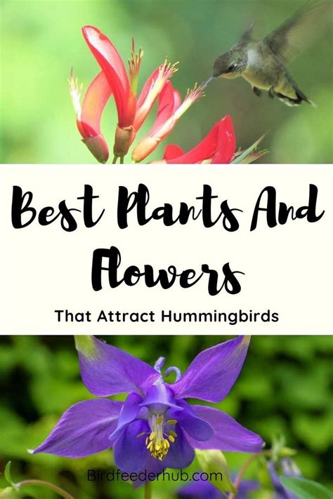 Always try to put your hummingbird's feeder at some distance from other large bird's feeders and give some space to hummingbirds for. 20 Plants and Flowers That Attract Hummingbirds - Bird ...