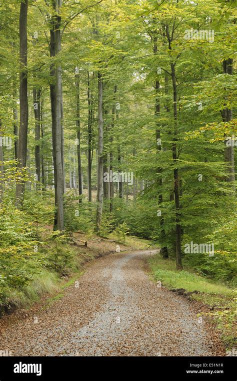 Forest Path With Beech Trees Hi Res Stock Photography And Images Alamy