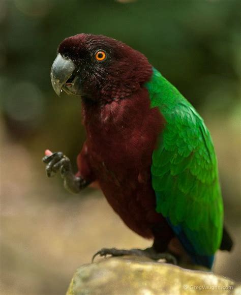 74 Best Fiji Birds Images On Pinterest
