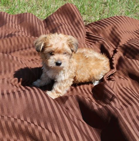 Morkie Puppies For Sale Dailypetus