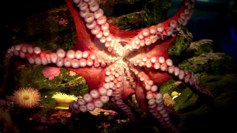 Seattle Aquarium Океанариум Сиэтла Youtube