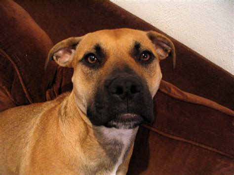 1108 meadow view dr w, moses lake, wa 98837, usa. Black Mouth Cur Staffordshire Terrier Mix