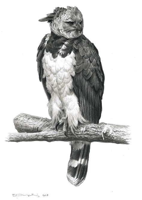 Harpy Eagle Drawing In Stages