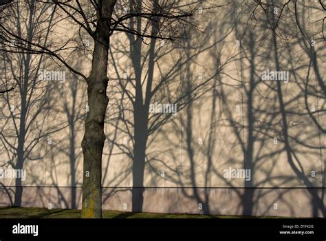 Tree Casting Shadows On Wall Stock Photo Alamy