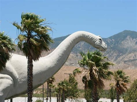 Palm Springs With Kids All Ages Guide To Adventure In The Desert
