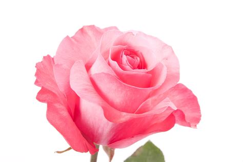 Habrumalas Pink Rose Images