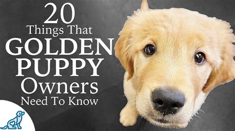 Golden Retriever Puppy First Week Home Professional Dog