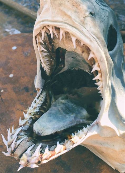 New Photos Fisherman From Russia Posts Terrifying Creatures Of The
