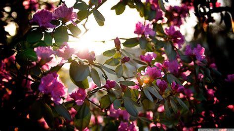 Spring Sunshine Sunsets Wallpapers Wallpaper Cave