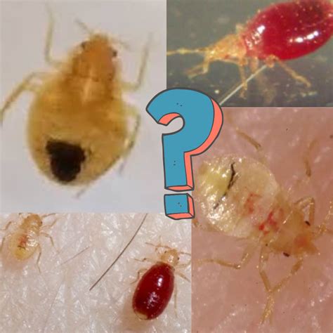 Bed Bug Larvae Everything You Need To Know