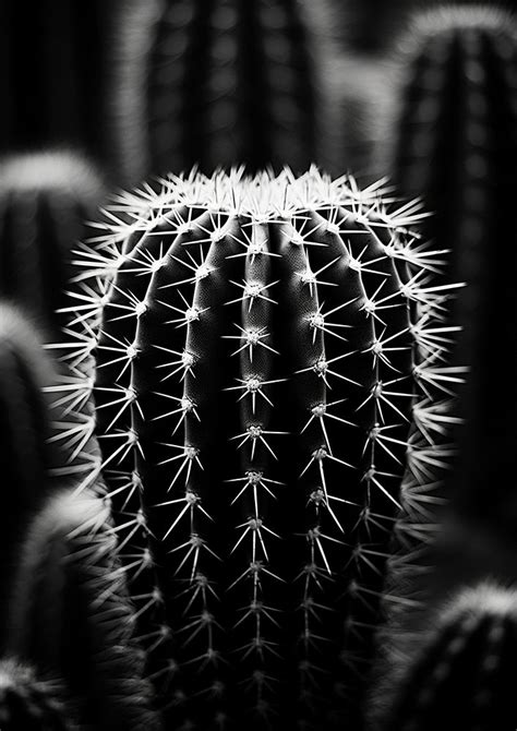 Cactus Park Plant Black White Free Photo Rawpixel