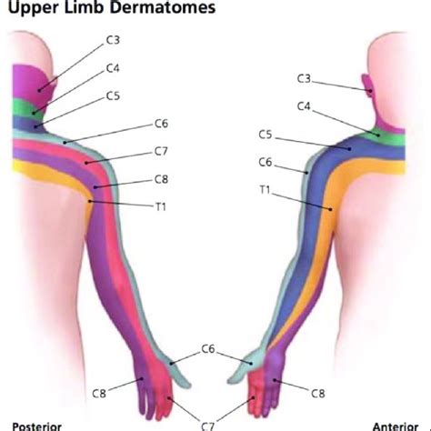 Dermatomes Myotomes And Brachial Plexus Afferent Innervation Of Arm