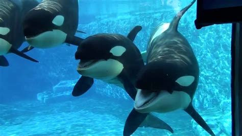 Among the southern resident orcas, the youngest. Orcas in Captivity - YouTube