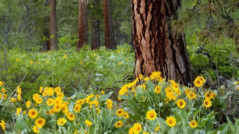 We did not find results for: Forest Of Flowers HD desktop wallpaper : Widescreen : High ...