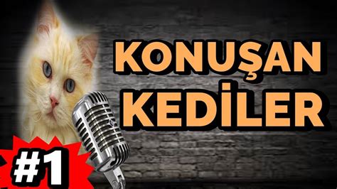 Konu An Kediler Pisi Cat Tv En Komik Kediler Youtube