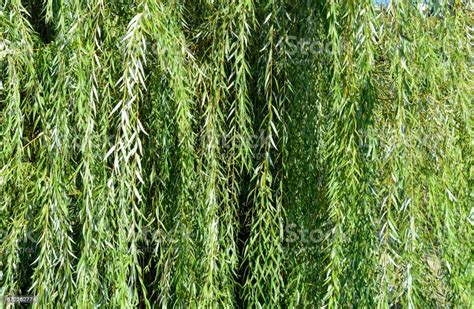 Weeping Willow Tree Branches Stock Photo Download Image