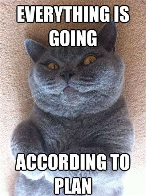 Creepy Cat Is Pleased Cat Memes Creepy Cat Funny Cat Memes