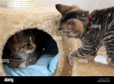 Two Playful Kittens Stock Photo Alamy