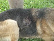 El pastor alemán es una raza relativamente nueva, los orígenes de este perro se remontan a finales del siglo xix, cuando en alemania se comenzó un programa de crianza para protección y guarda de los rebaños de carneros en contra de los lobos. ADOPCIONES PERU - ELLOS ESPERAN POR TÍ: Pastor Alemán en ...