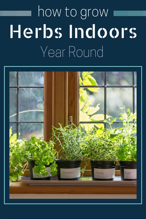 Find Out How To Grow Herbs Indoors Year Round Growing Herbs Indoors