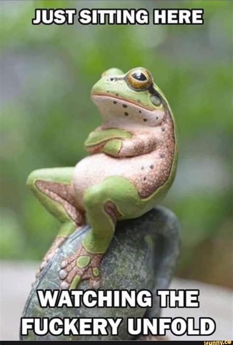 Funny Frog Pictures Artofit