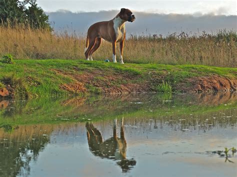 Wallpaper Dog Pet Reflection Home Water Ball Pose Garden Pond