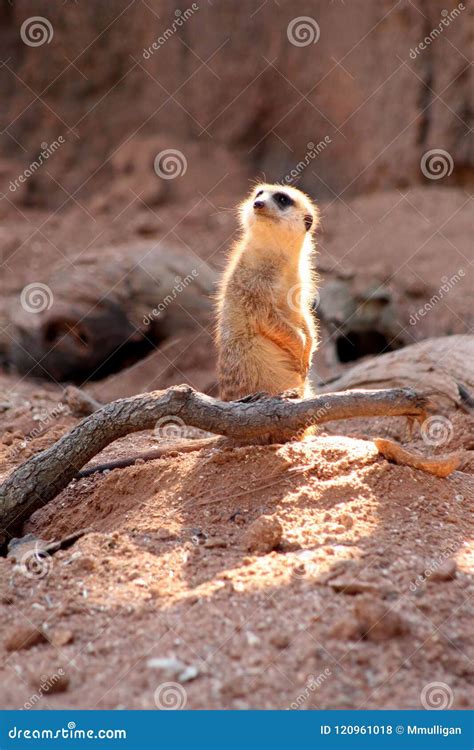 Sad Meerkat Sentry Looking Confused Stock Photo Image Of Adorable
