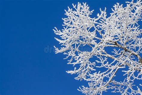 Snowy Ice On Tree In Winter Wonderland With Blue Sky Stock Image