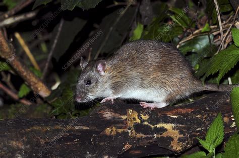 Brown Rat Stock Image C0294761 Science Photo Library