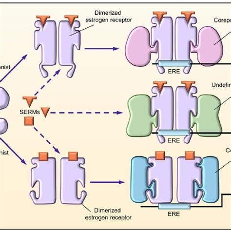 Molecular Activity Of Selective Estrogen Receptor Modulators Serms At