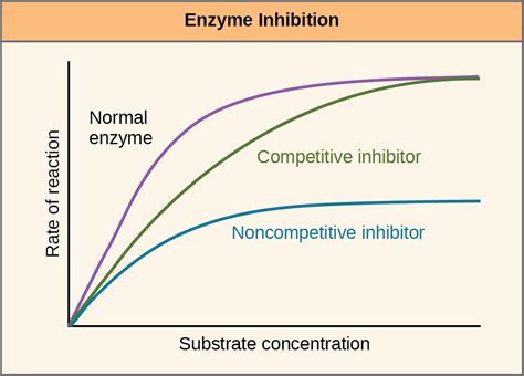 Enzymes Openstax Biology 2e