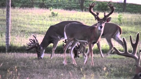 A community for milwaukee bucks discussion, news and deer friends!. Monster bucks for sale Iowa whitetail deer Breeder - YouTube