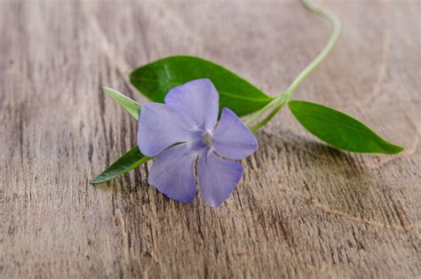 Periwinkle Flower Meaning Flower Meaning