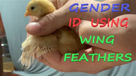 Chick Gender Determination Using Wings For American Standard Breeds Youtube