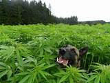 Marijuana Poisoning In Dogs Images