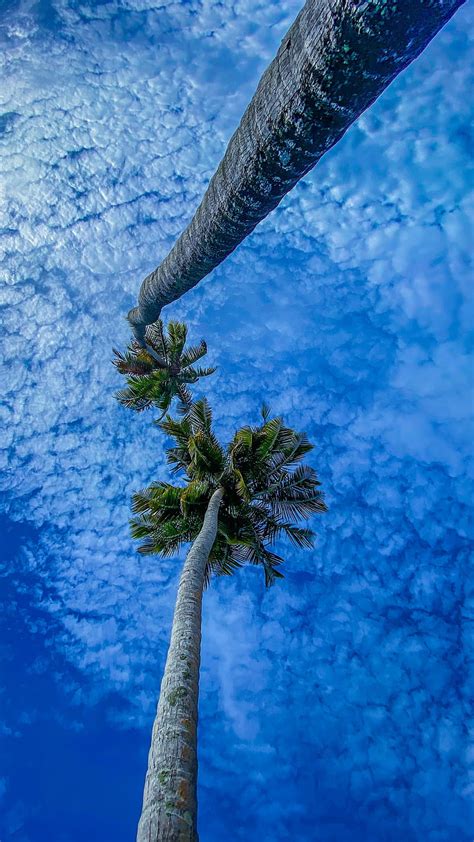Palms Branches Sky Bottom View Hd Phone Wallpaper Peakpx