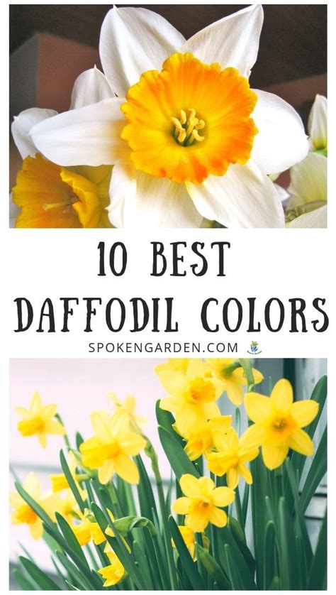 Top 10 Best Daffodil Colors For Your Garden Diy Garden Minute Ep 63