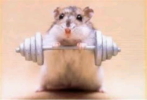 So Strong Cute Hamsters Funny Hamsters Hamster