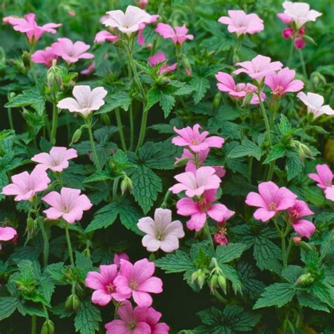 Geranium × Oxonianum Wargrave Pink Perennials G