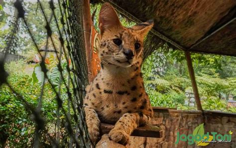 Mengenal Serval Kucing Para Artis Jagad Tani Petaninya Milenial