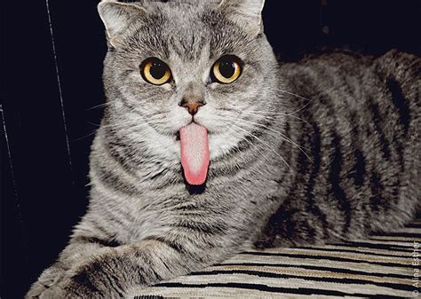 Melissa The Einstein Feline Loves To Stick Out Her Very Long Tongue