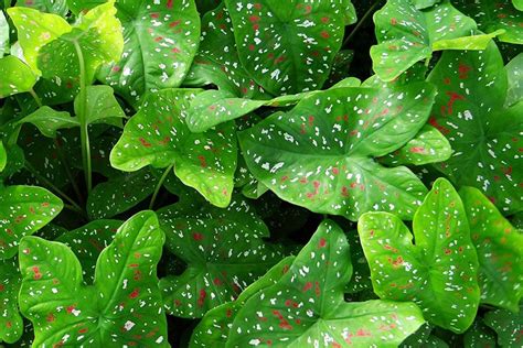 Can Caladium Grow Indoors Tips Tricks And How To Guide House Grail