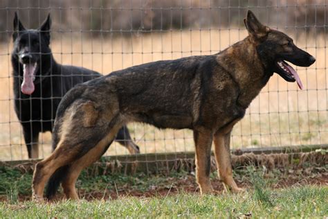 Examples Of A Red Sable German Shepherd Dog Forums