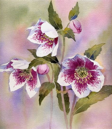 Hellebores Flower Painting Flower Art Botanical Watercolor